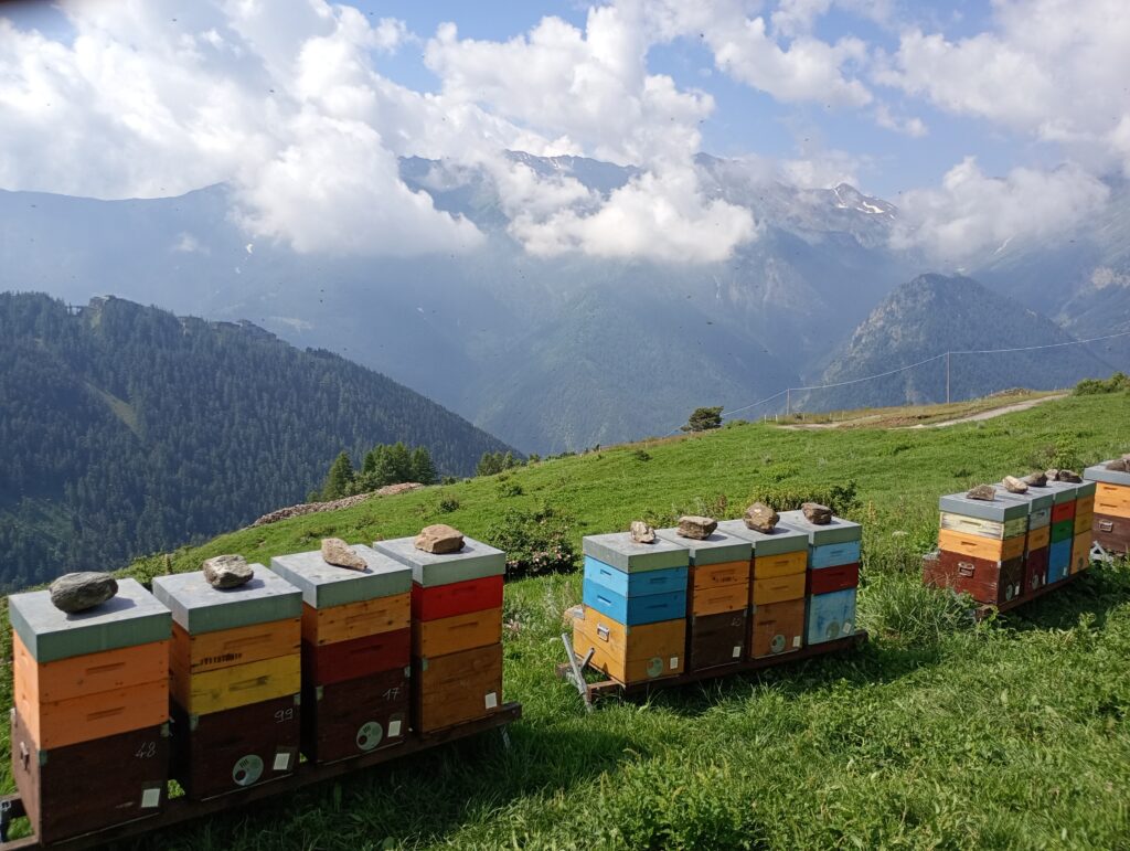 Raccolta del miele di Flora Alpina, in Alta Val Chisone. Alveari con sullo sfondo le montagne.