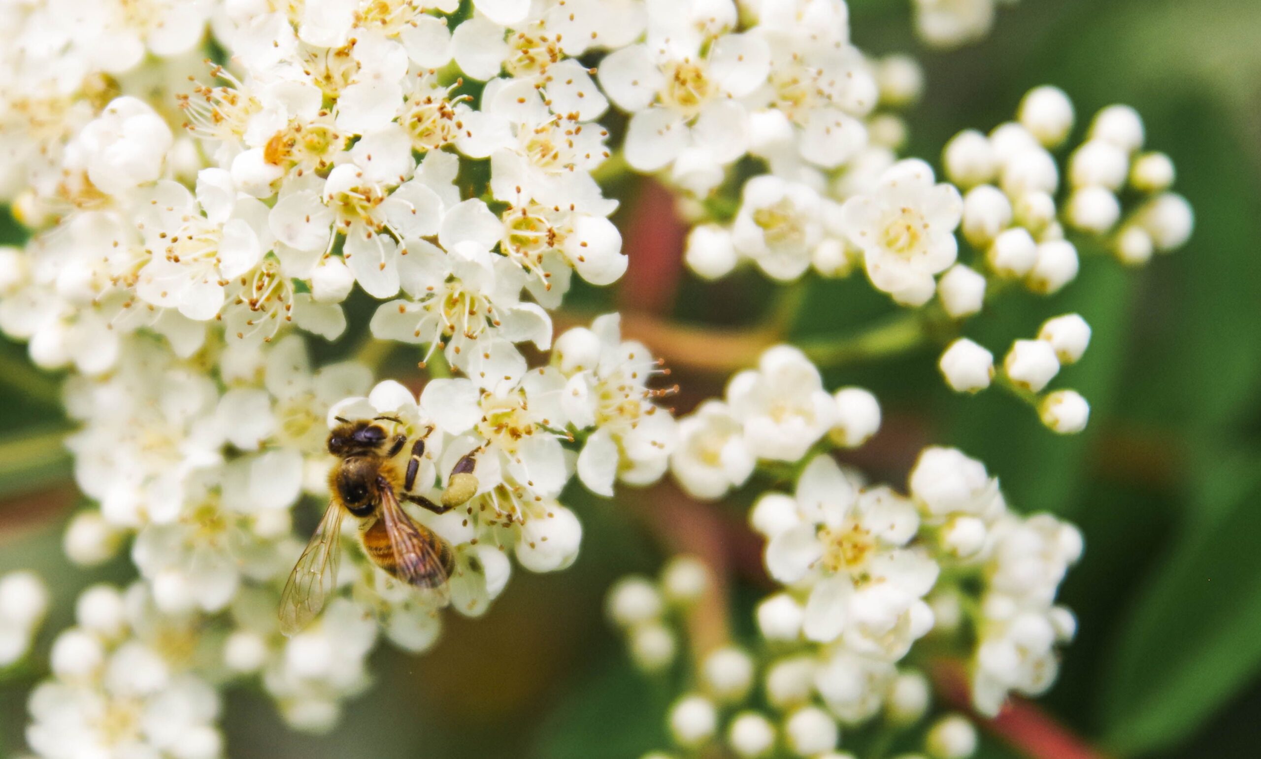 A detailed shot of a bee pollinating white flowers, showcasing the beauty of nature.