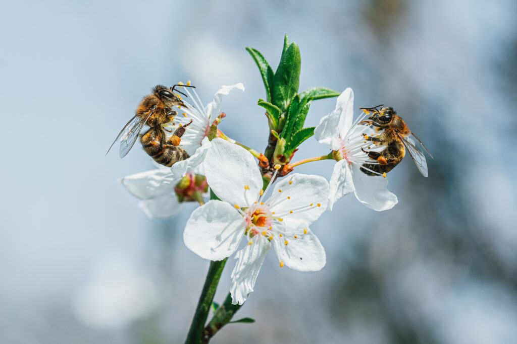 Api su fiori per la produzione di miele piemontese